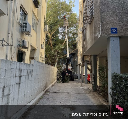 עבודה בגיזום עצים עם מנוף בין בניינים